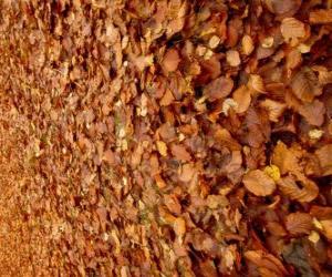 Puzzle Πεσμένα φύλλα στο έδαφος, μια χαρακτηριστική εικόνα του φθινοπώρου